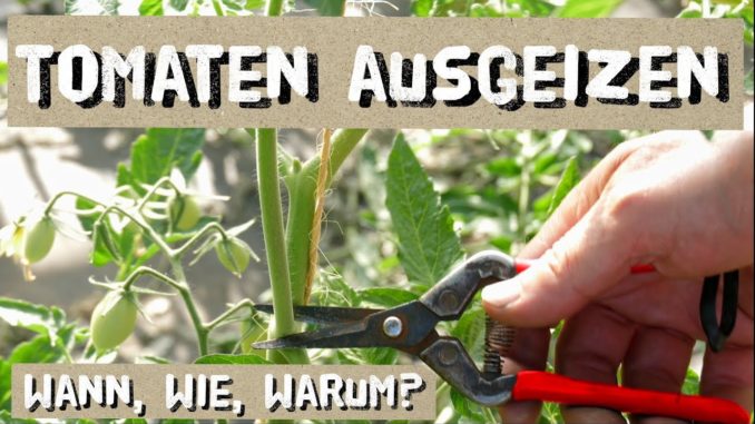 tomaten geizen
