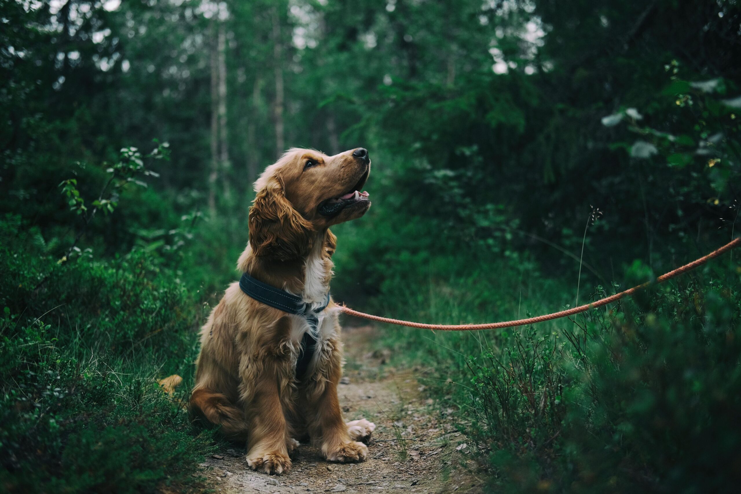 Englischer Cocker Spaniel Welpe, Der Auf Boden Neben Gras Sitzt