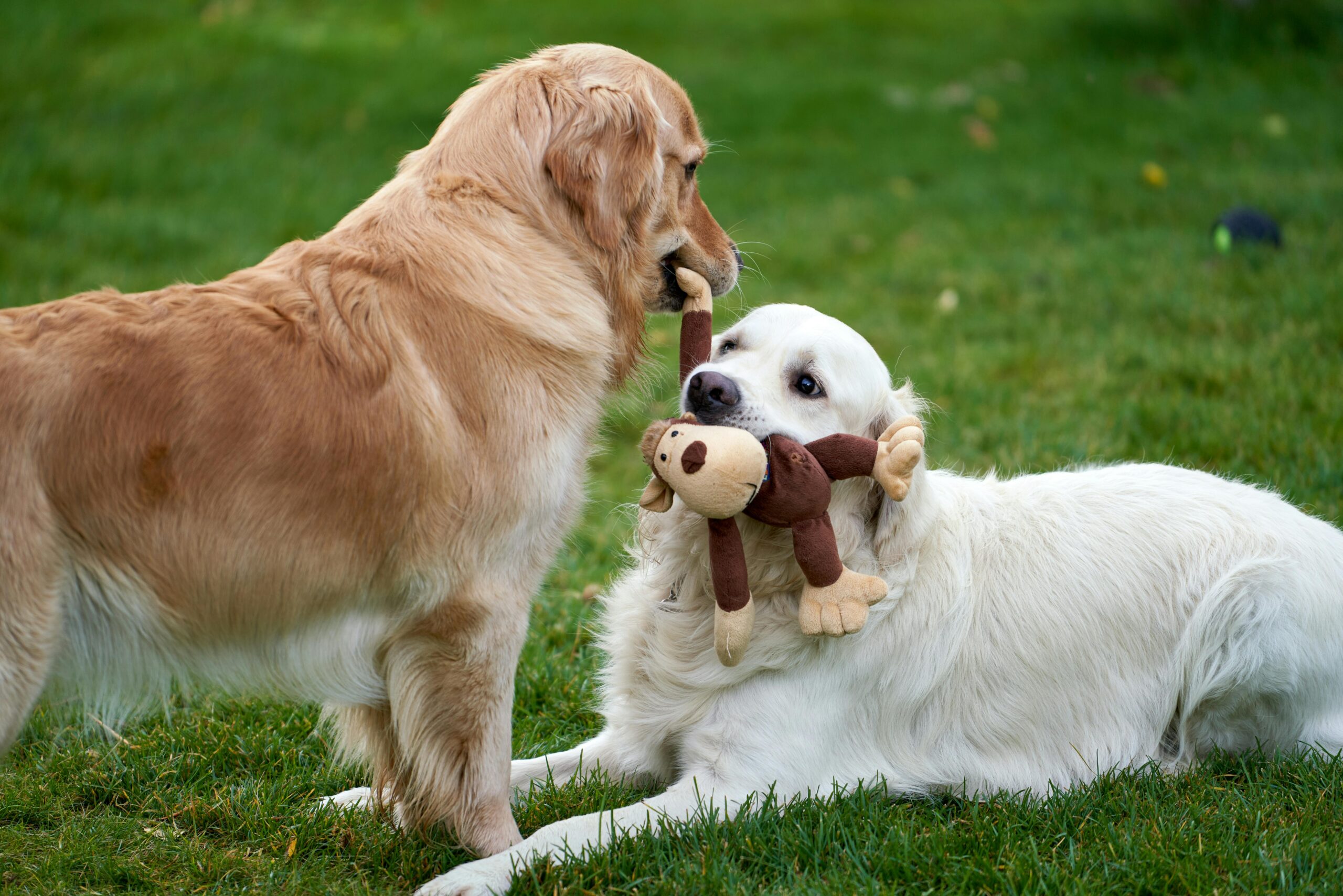Auf Dem Rasen Im Garten Spielen Zwei Golden Retriever Mit Einem Affenspielzeug
