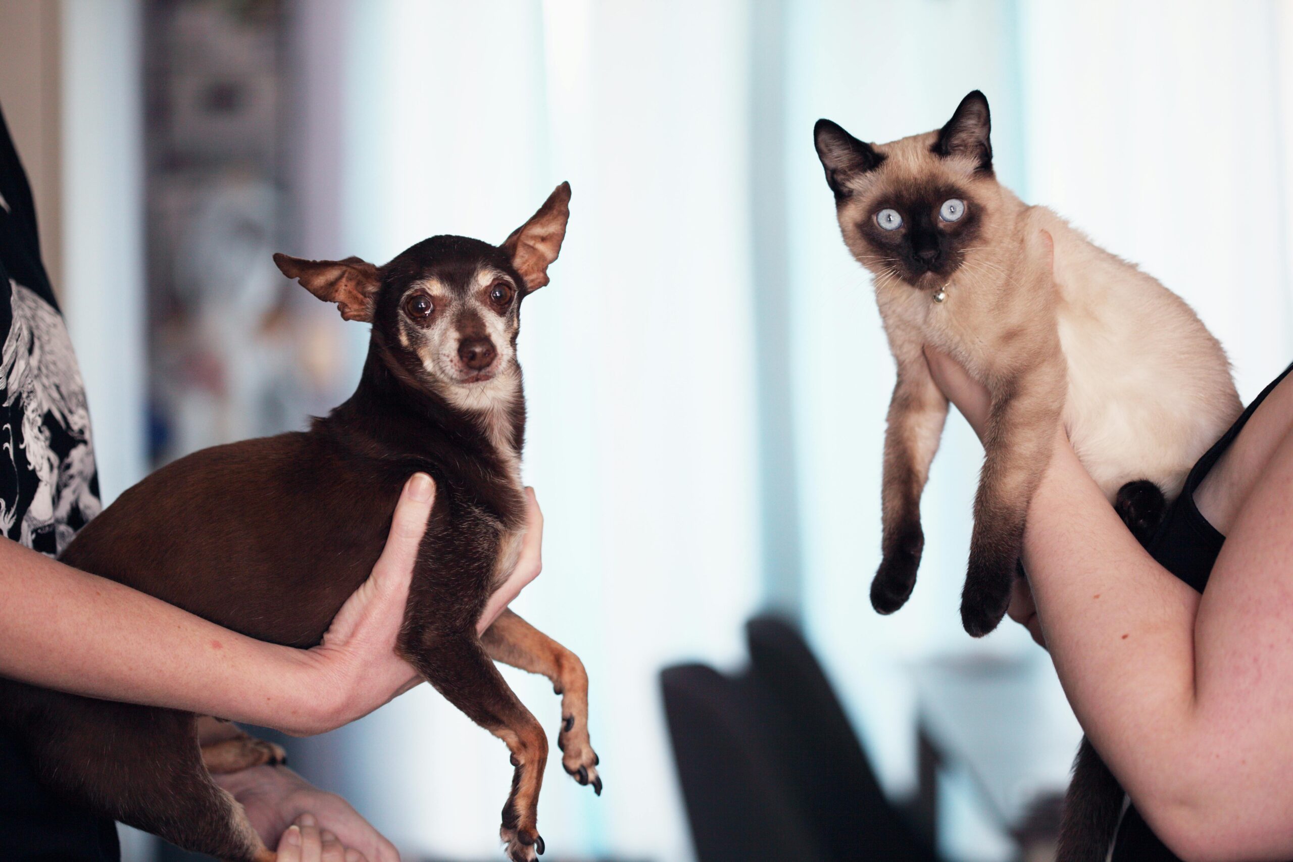 Person, Die Siamesische Katze Und Chihuahua Hält