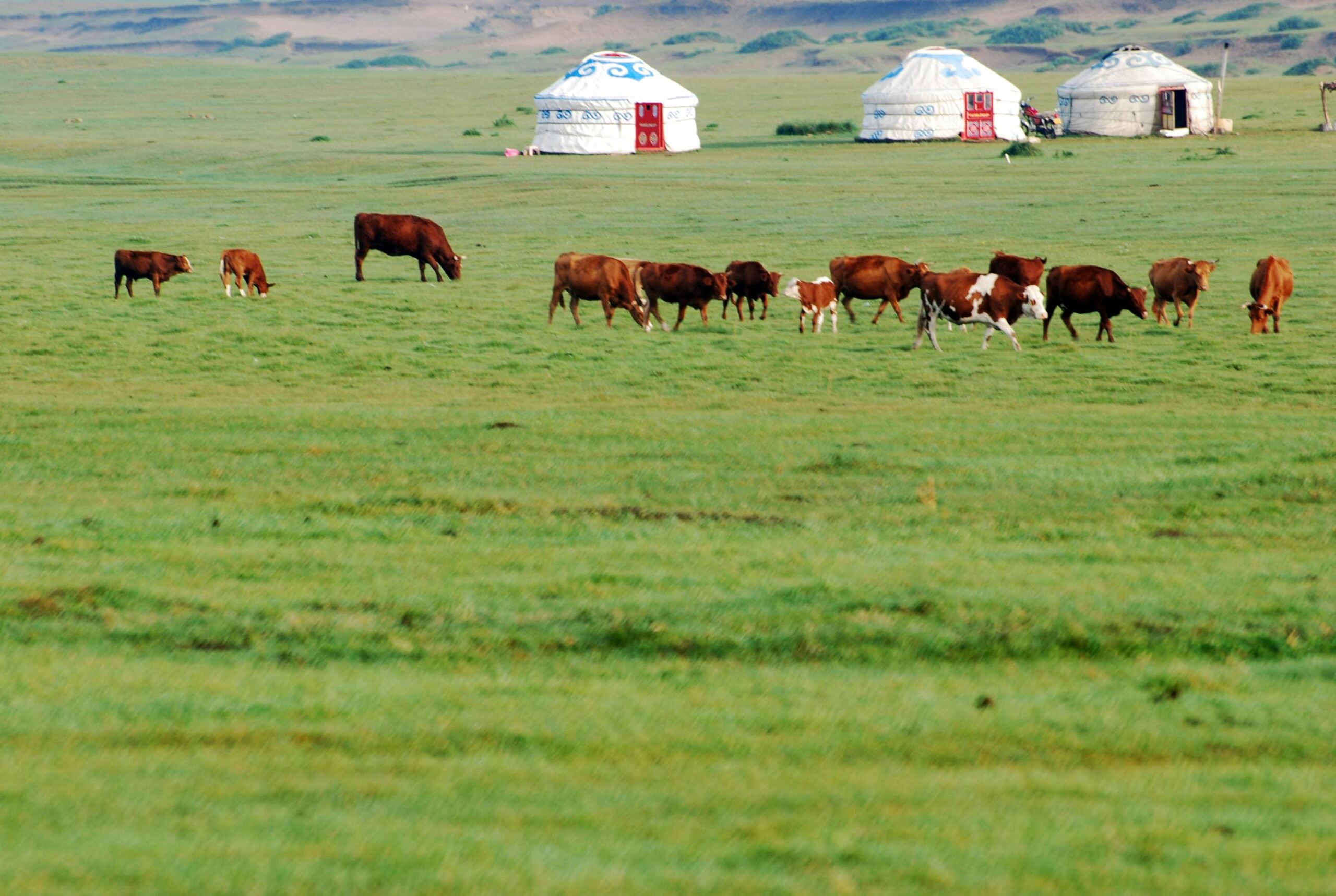 Rinder grasen auf üppig grünen mongolischen Ebenen mit traditionellen Jurten im Hintergrund.