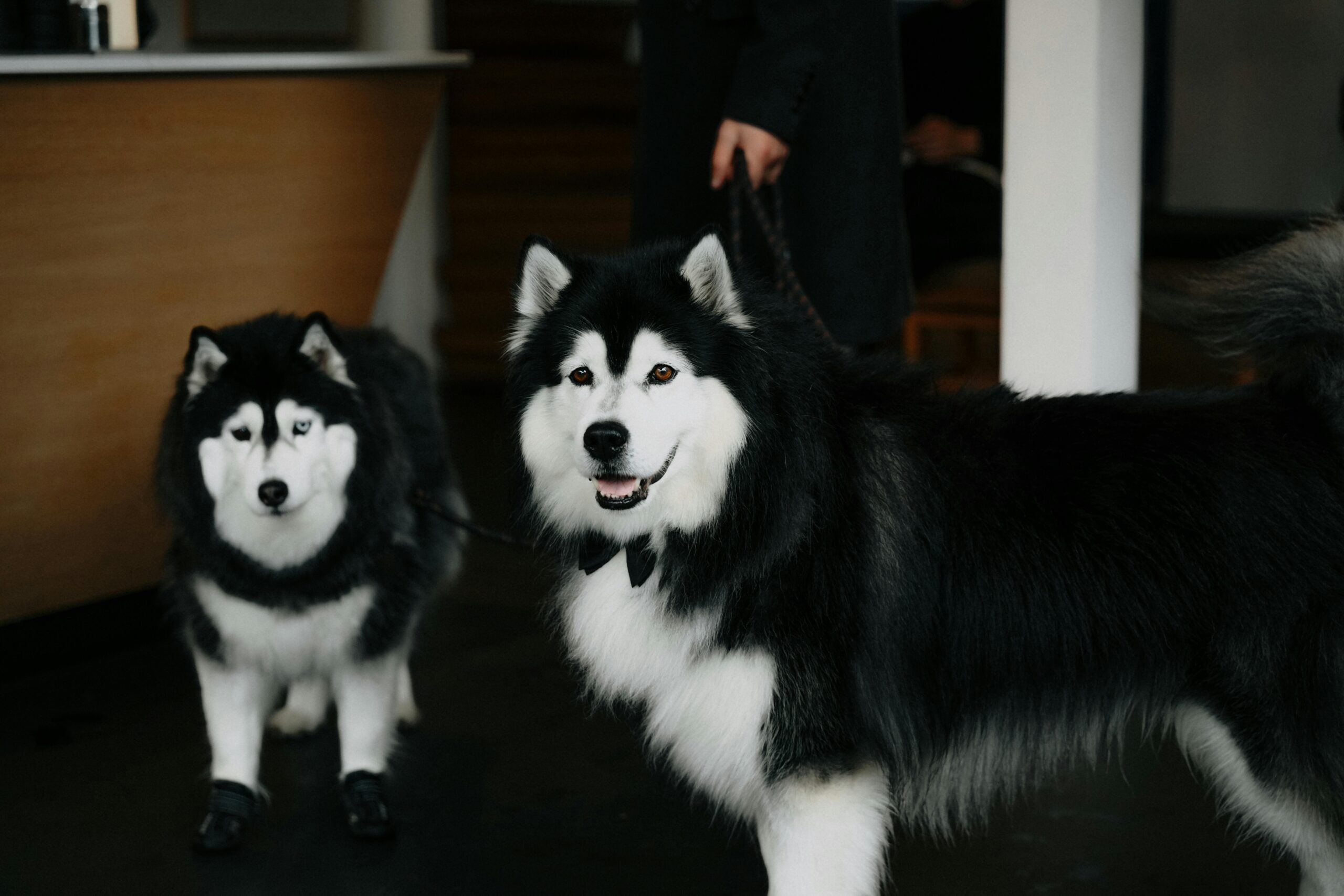 Zwei Siberian Huskies in einer Indoor-Umgebung in Amsterdam, die Eleganz und Kameradschaft zur Schau stellen.