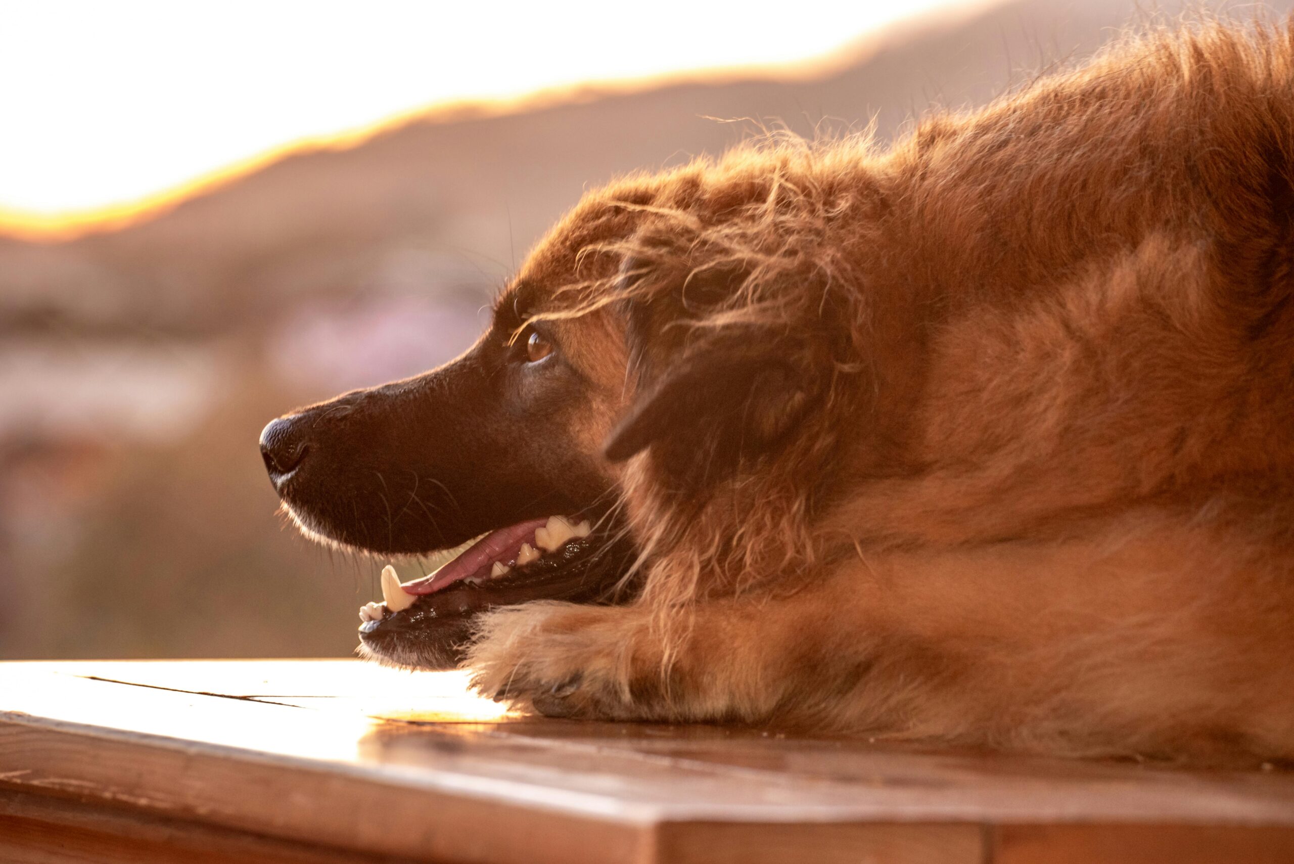 Ein flauschiger Hund ruht während eines wunderschönen Sonnenuntergangs in Trinidad auf einer Holzoberfläche. Ruhiger und heiterer Moment im Freien.