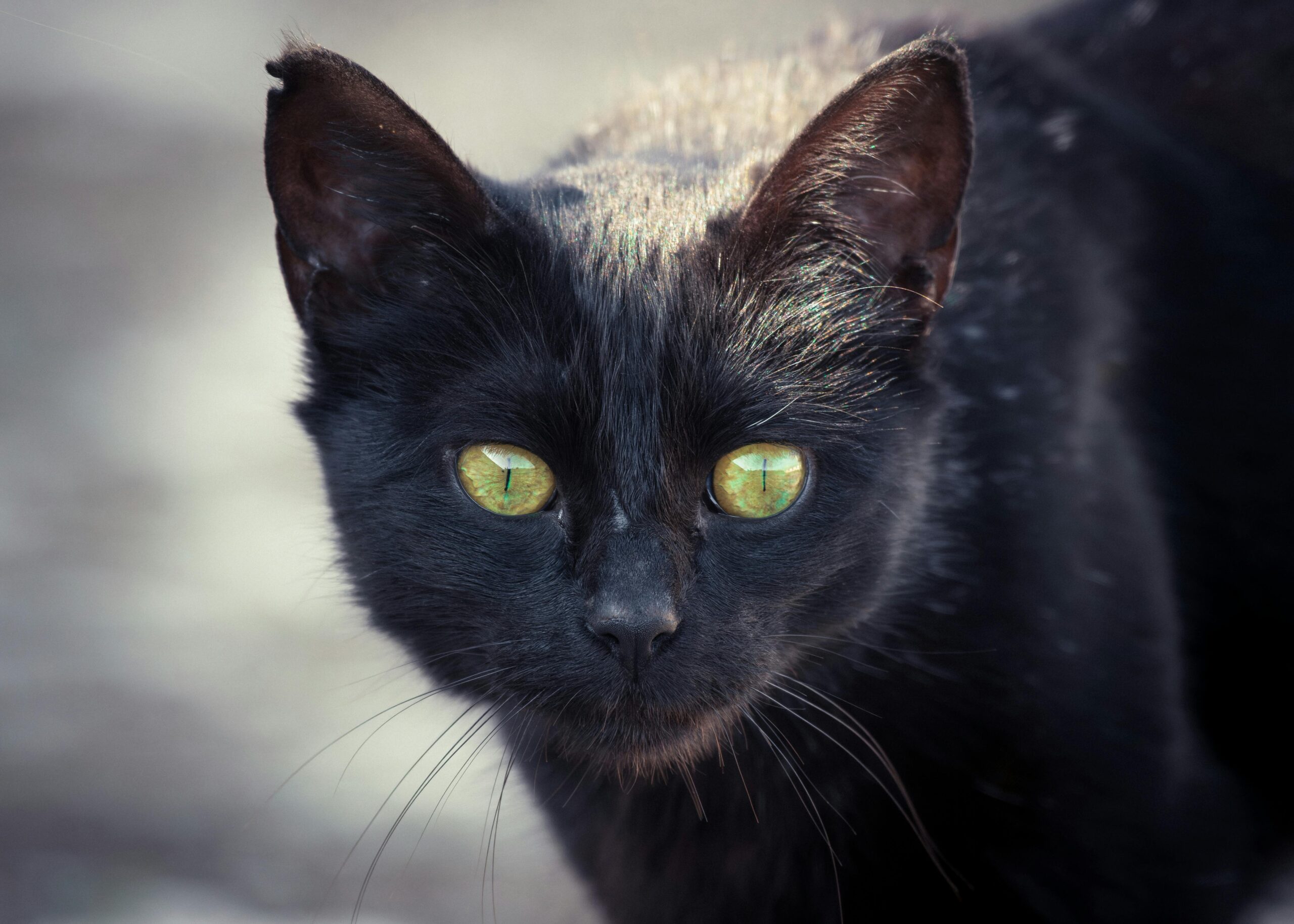 Kostenloses Stock Foto zu draußen, ein haustier adoptieren, elegante katze