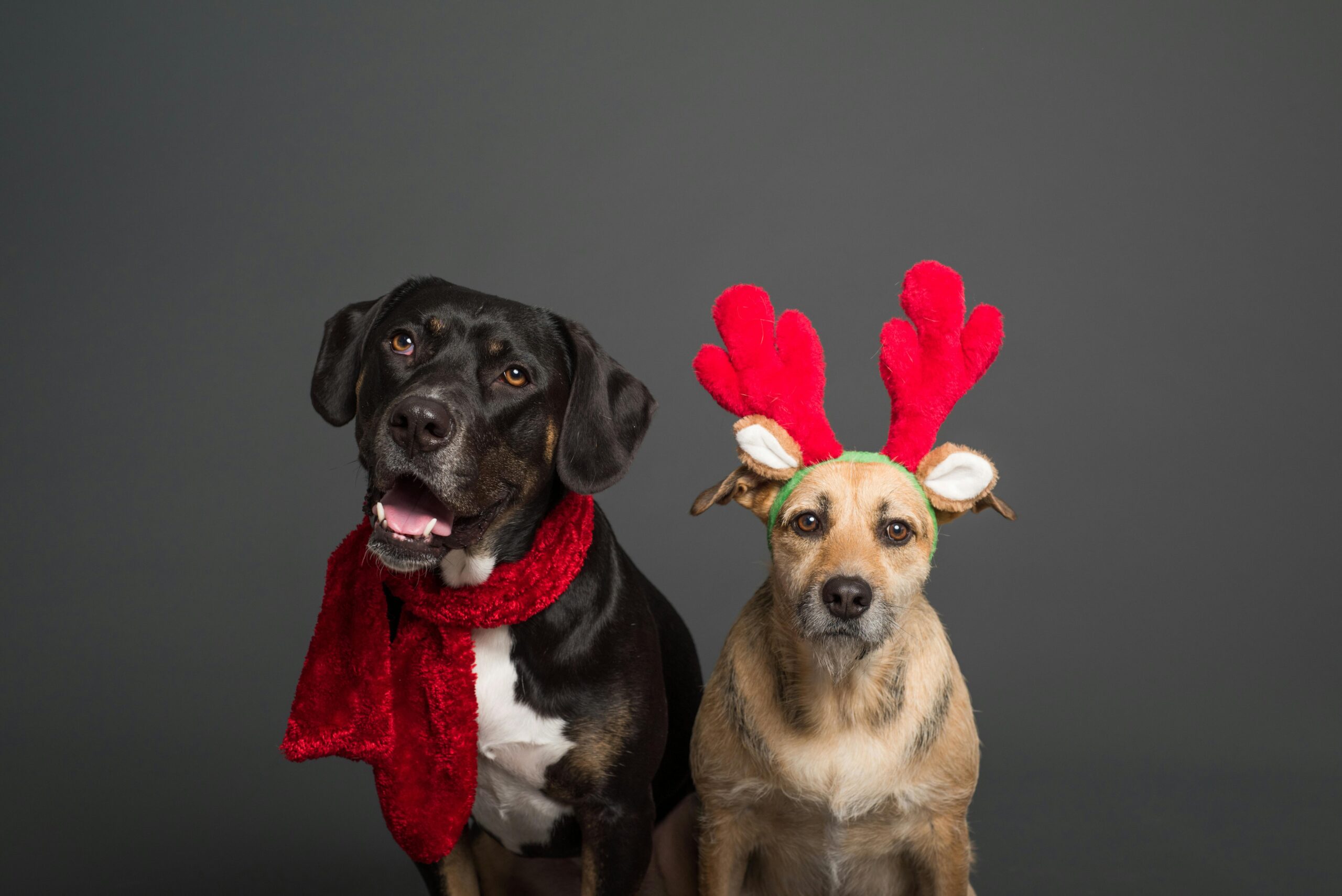 Hellbraune Und Schwarze Hunde