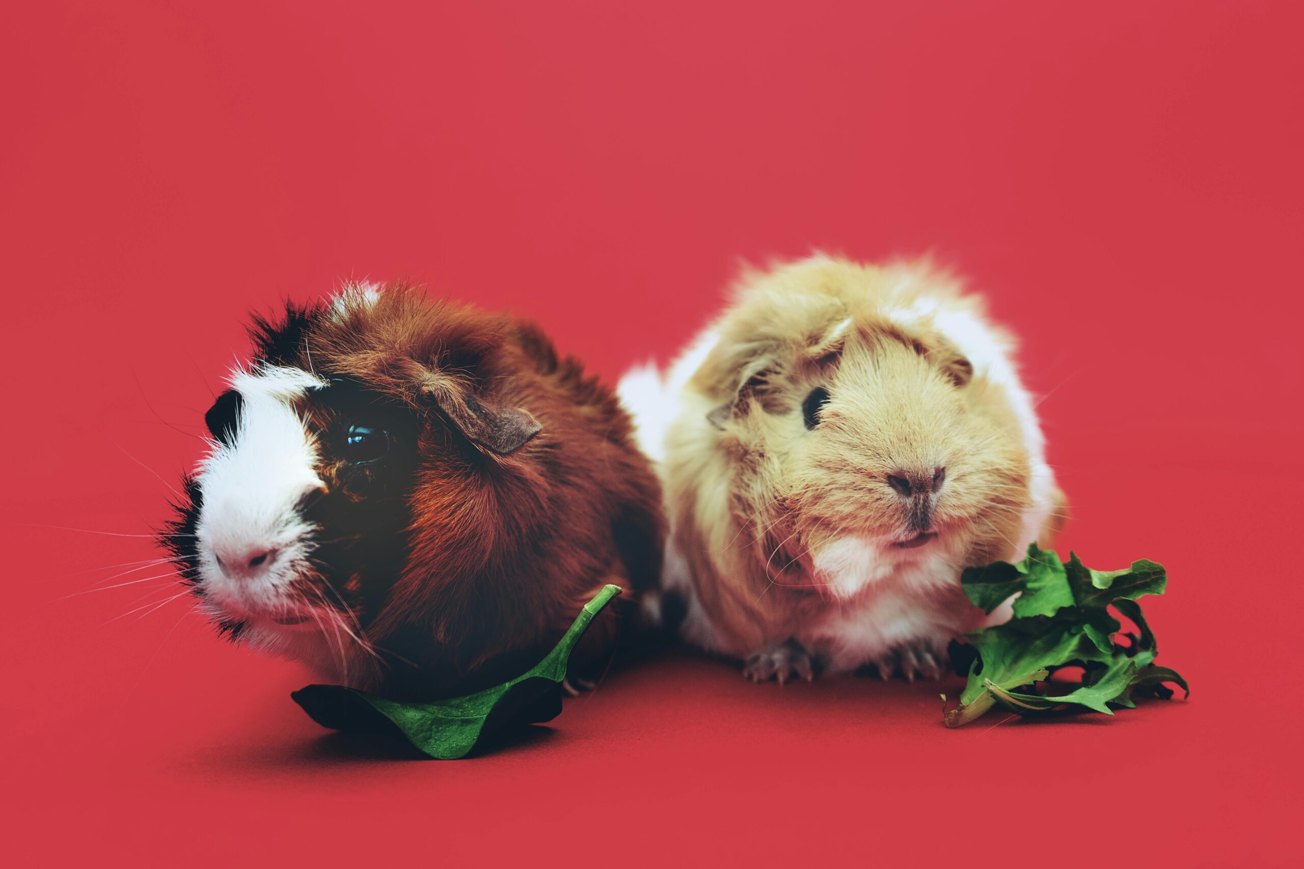 Zwei Braune Und Beige Meerschweinchen