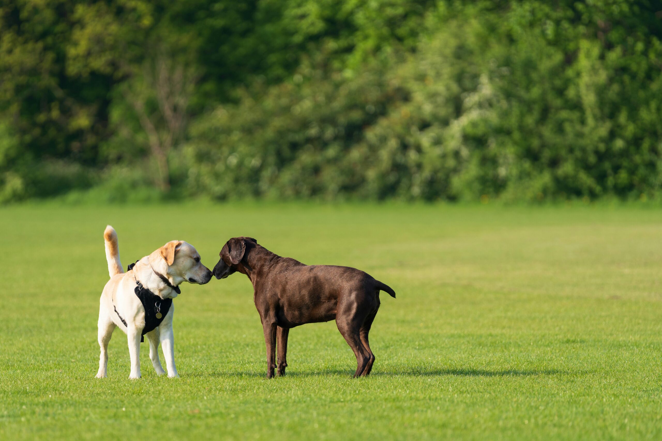 Zwei Labrador Retriever, gelb und schokoladenbraun, begrüßen sich an einem sonnigen Tag im Park.